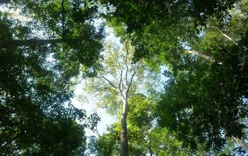 A full-grown adult Thai forest study tree